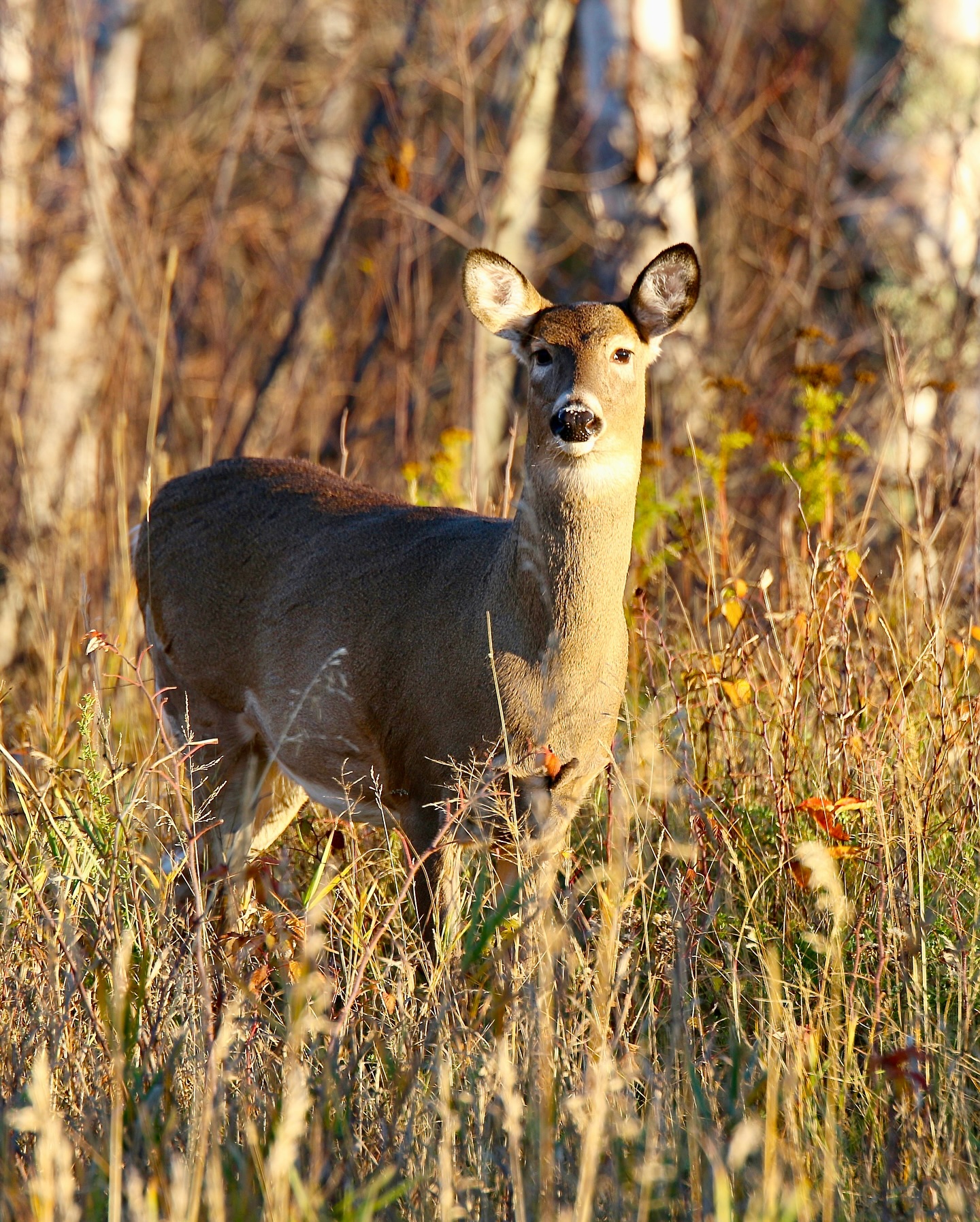 A deer at Nature Retreats MN
