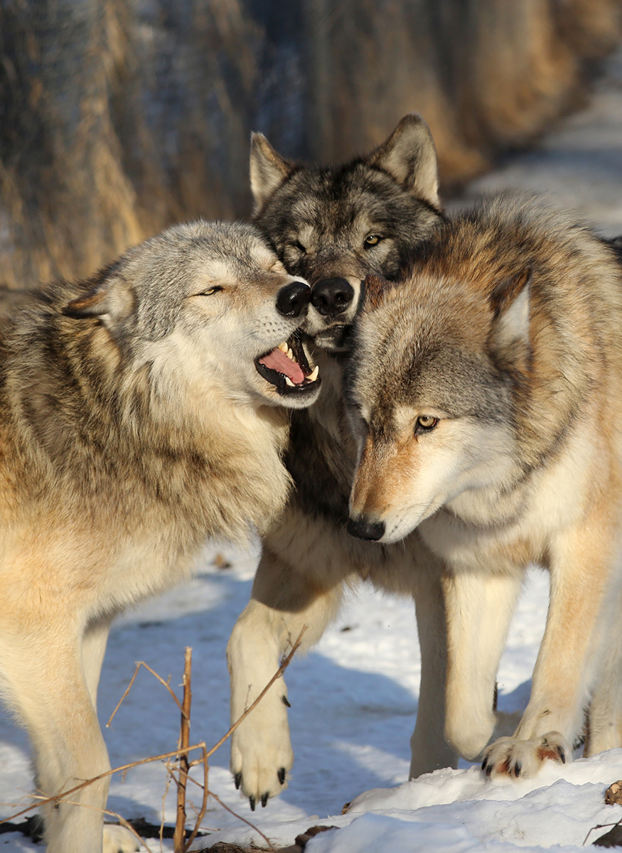 Wildlife Science Center | Explore Minnesota