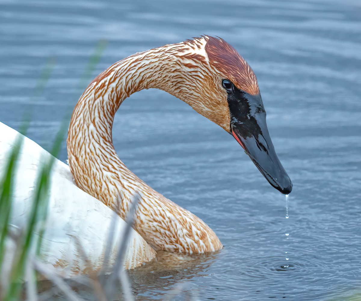 Annual Fall Wildlife Festival Explore Minnesota