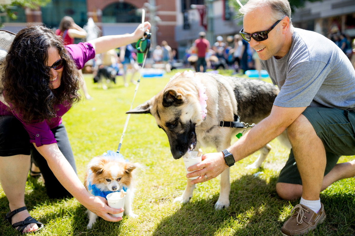 Dogs Downtown Explore Minnesota