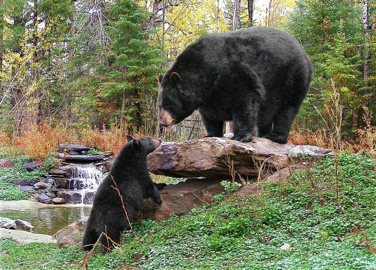 North American Bear Center Explore Minnesota