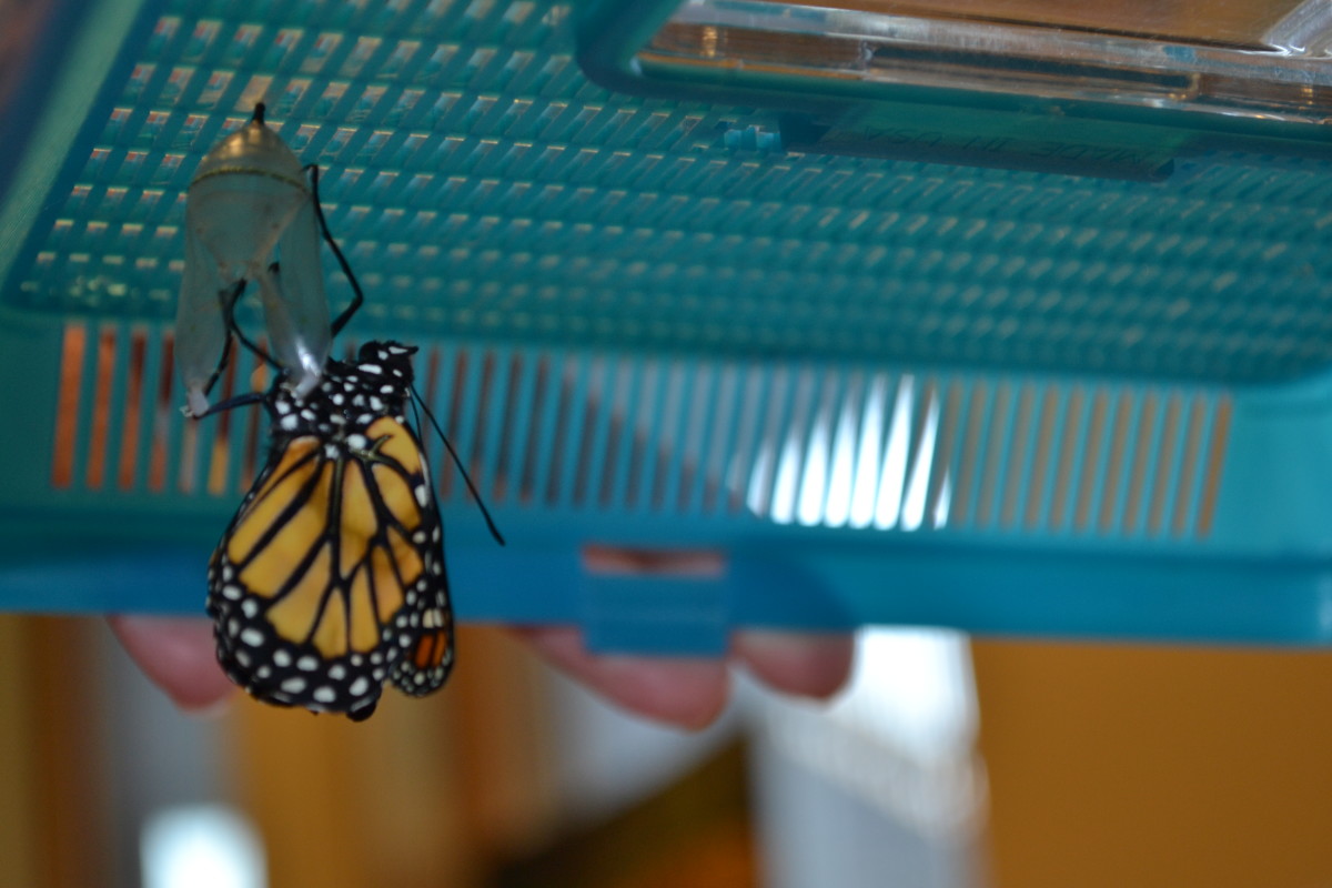 Caring for Monarch Caterpillars Explore Minnesota