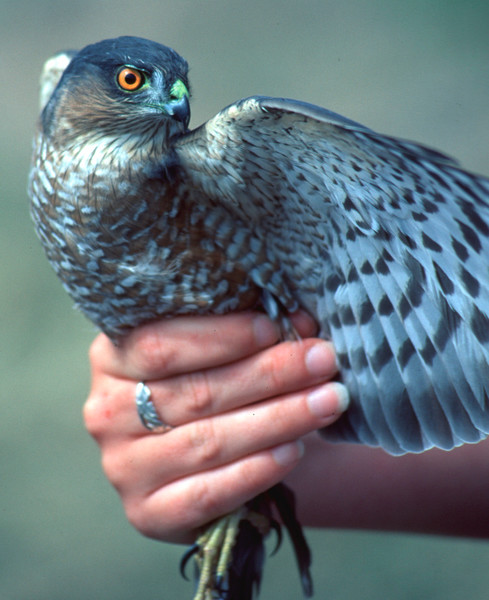 Find Us  Hawkridge Bird of Prey Centre