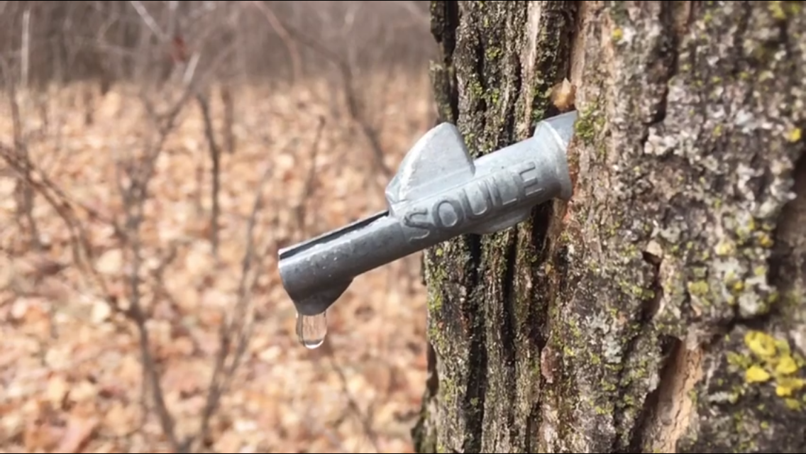 Maple Syrup Tour Explore Minnesota