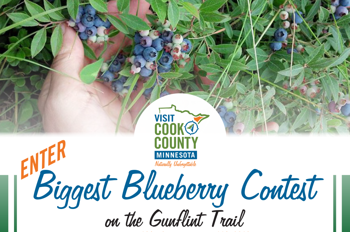 Enter Biggest Blueberry Contest on the Gunflint Trail