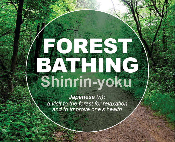 Forest Bathing | Explore Minnesota