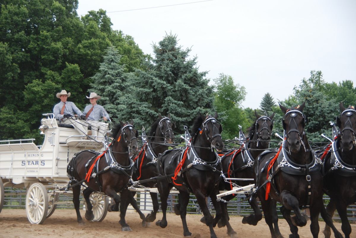 Murray County Draft Horse Classic Explore Minnesota