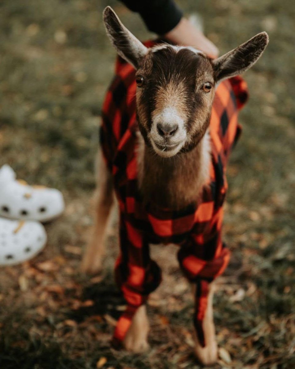 Goat Yoga Goats in Flannels and Spiked Cider Explore Minnesota