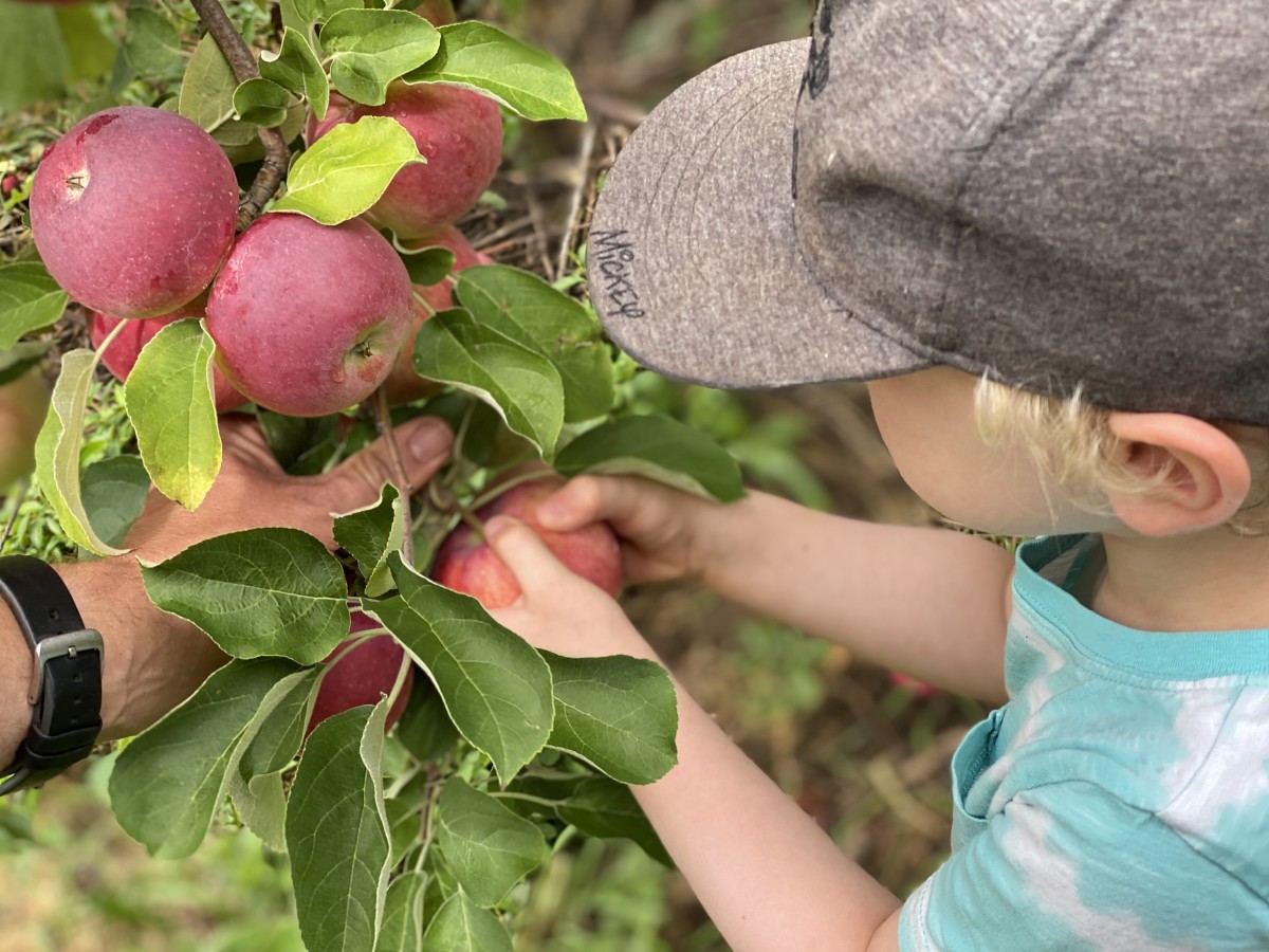 Apple Festival at Afton Apple Explore Minnesota
