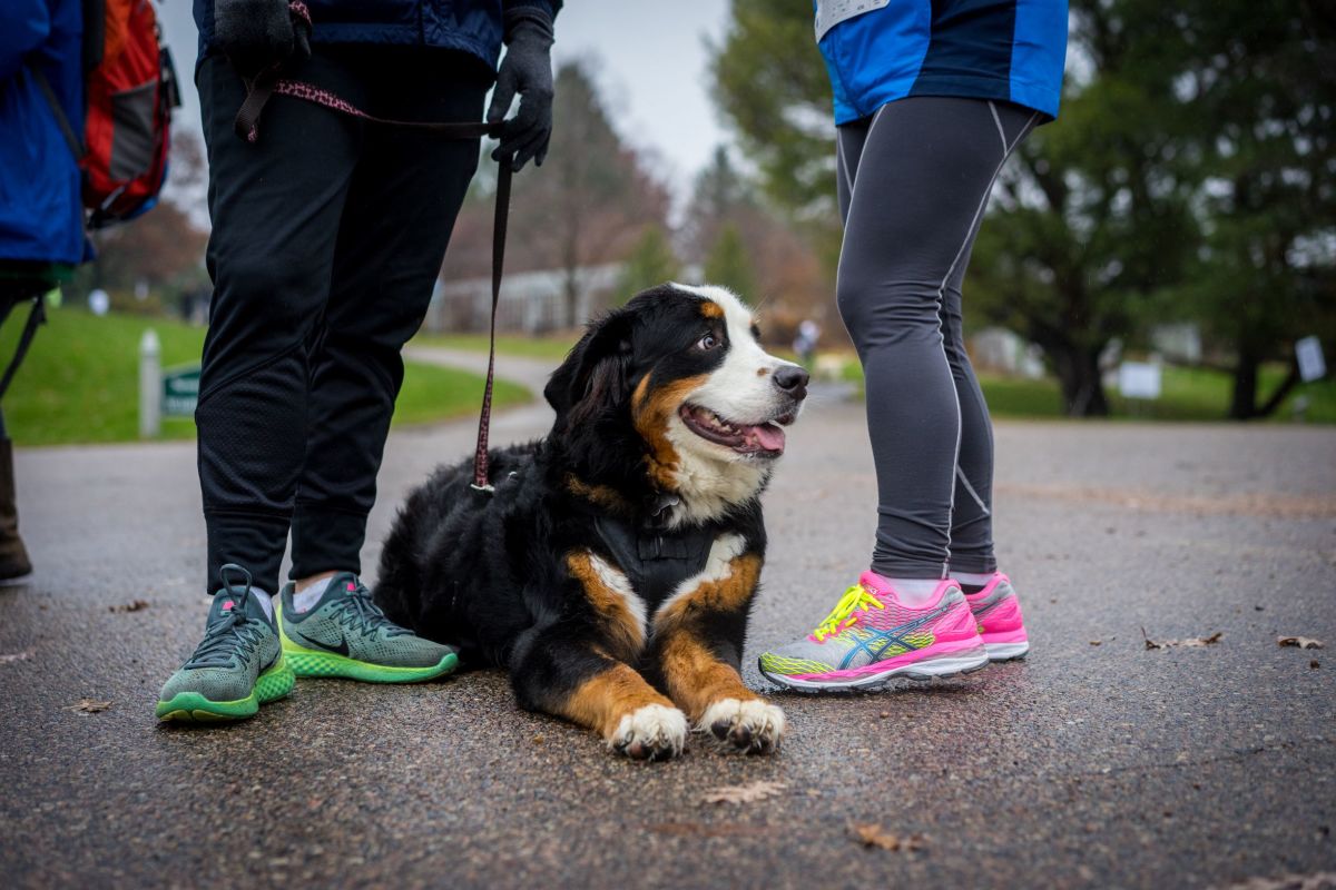 Fall About Dogs 5K Explore Minnesota fall-about-dogs-5k-explore-minnesota