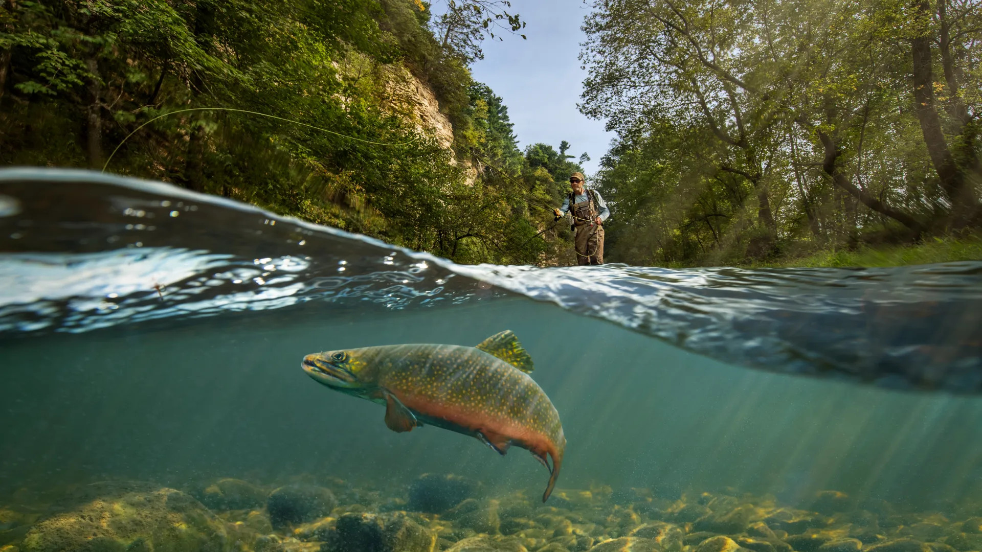 Root River Fly Fishing with a fish visible under the water