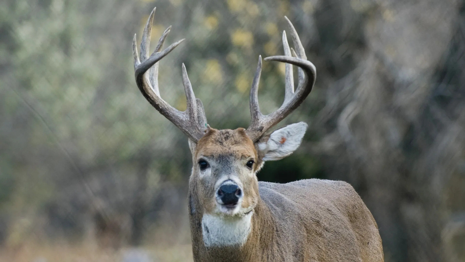 Deer hunting in West River Park