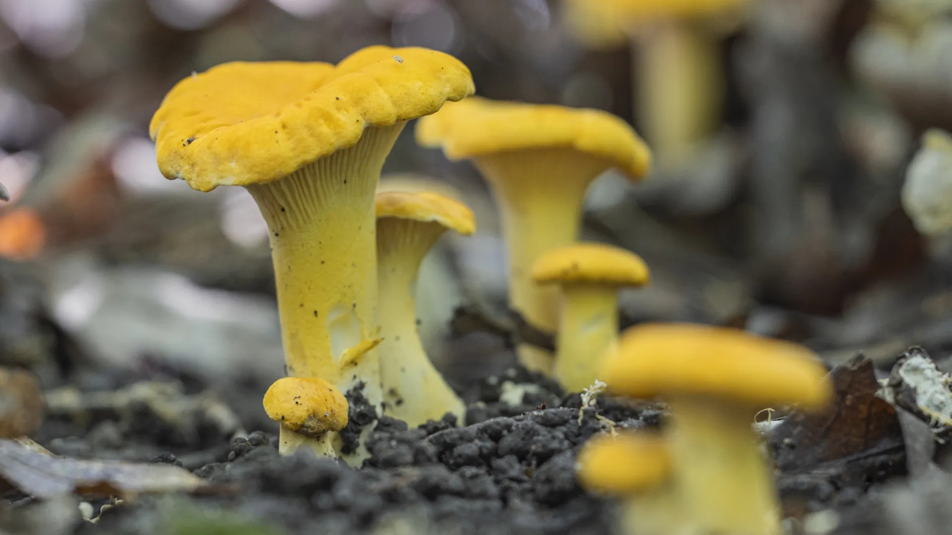 Wild chanterelles