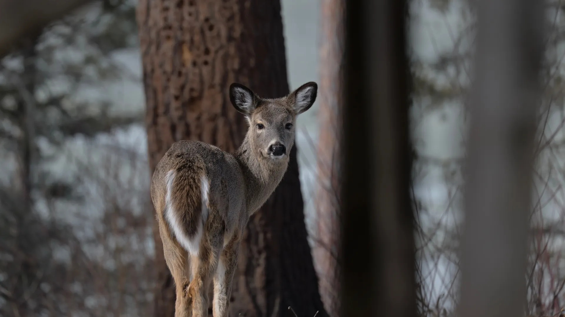 A wild deer at Nature Retreats MN