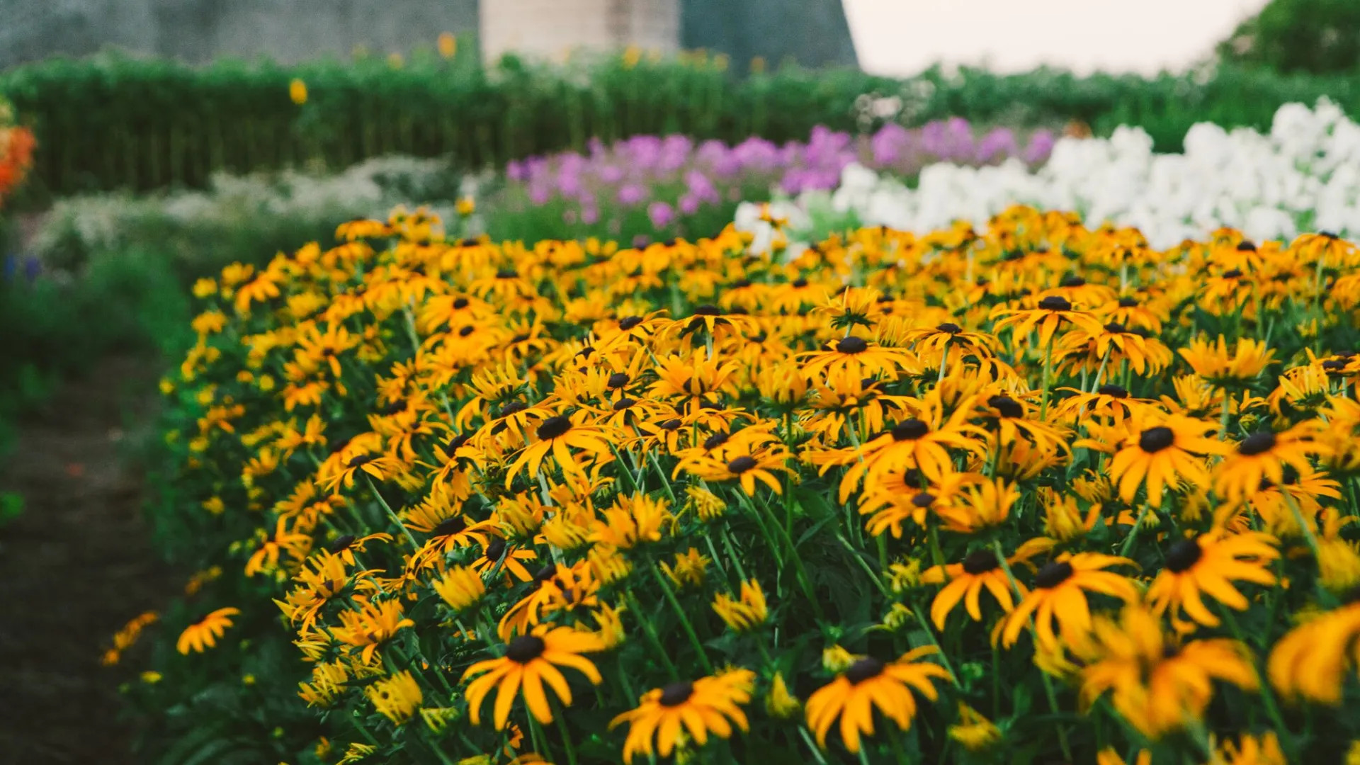 A field of Black-eyed Susans at Rustic Designs Flower Farm