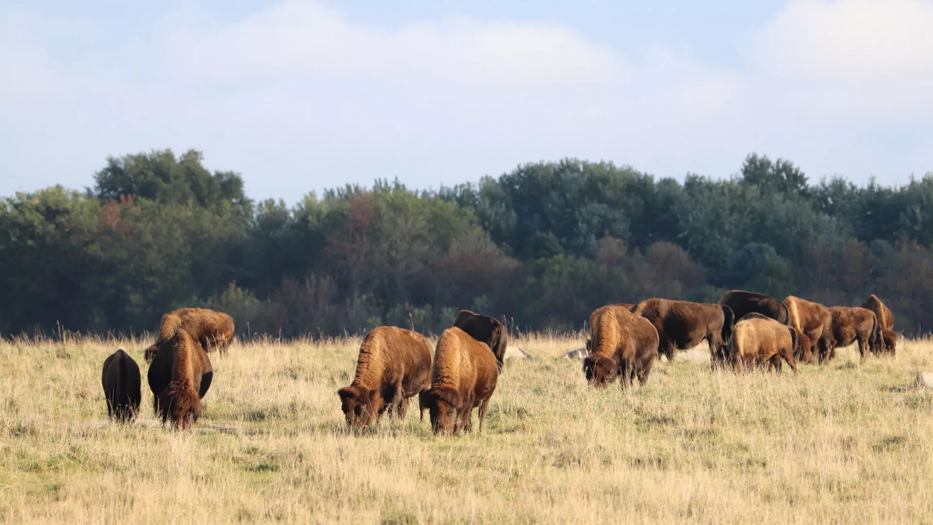 Bison herd at Blue Mounds State Park
