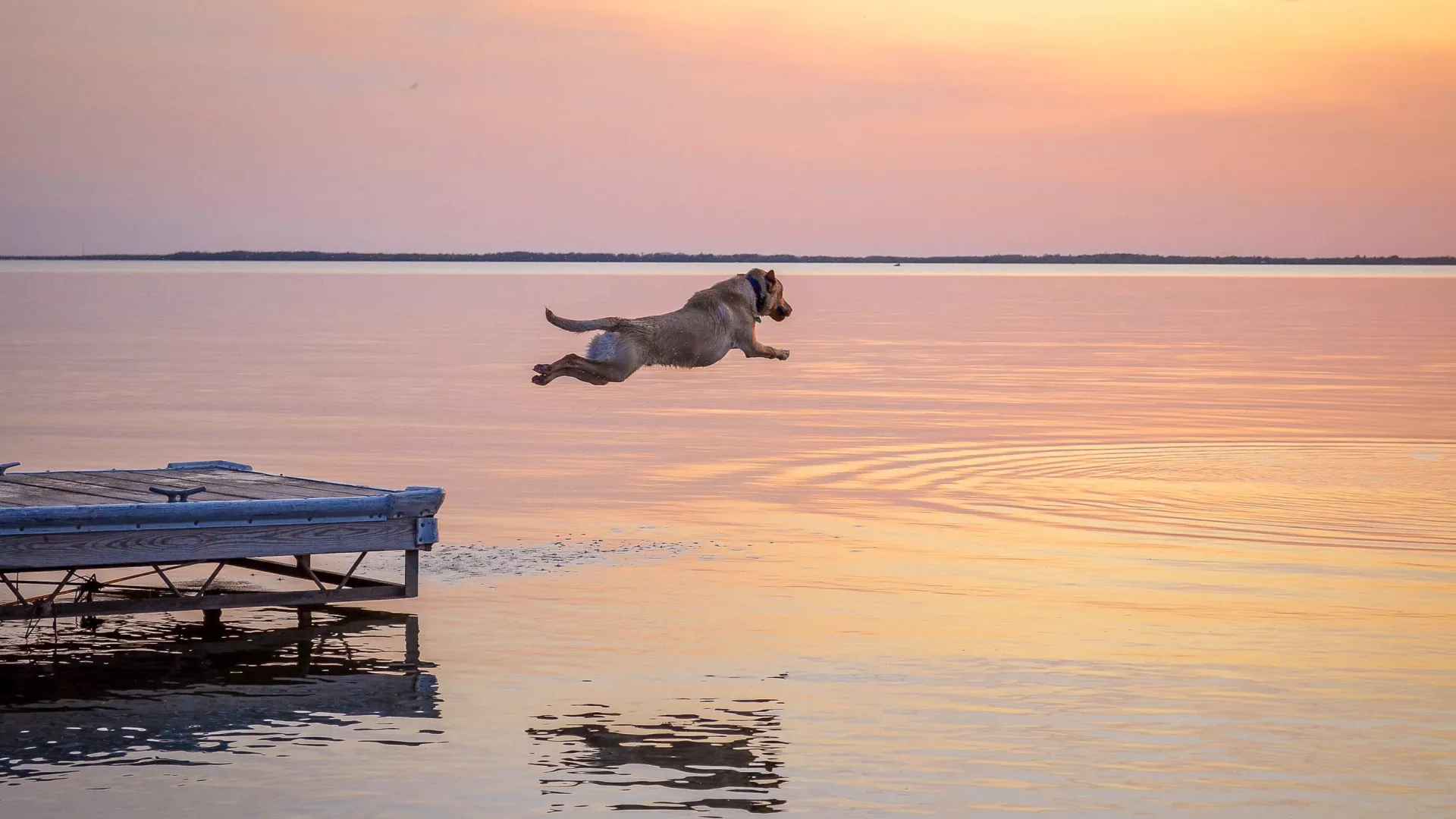 dog jumping into ottertail lake at sunset