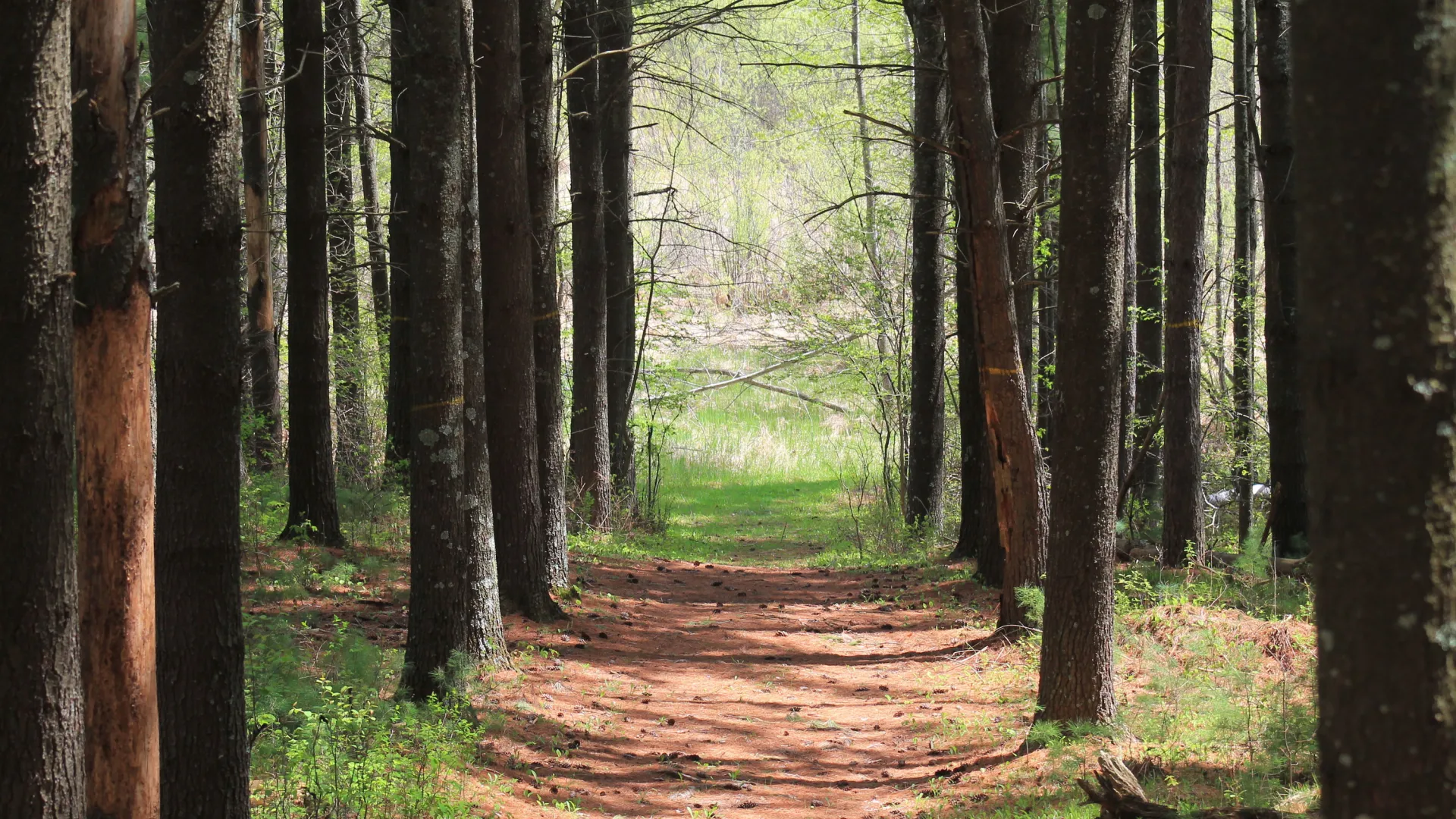 Forested path in Moose Lake State Park