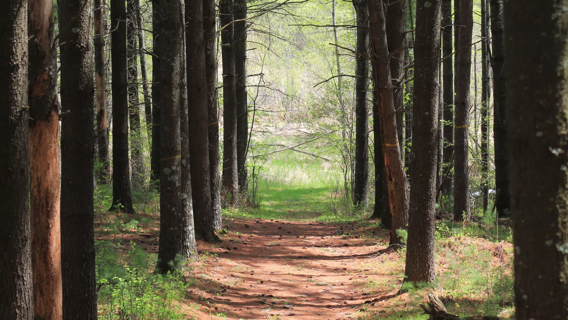 Forested path in Moose Lake State Park