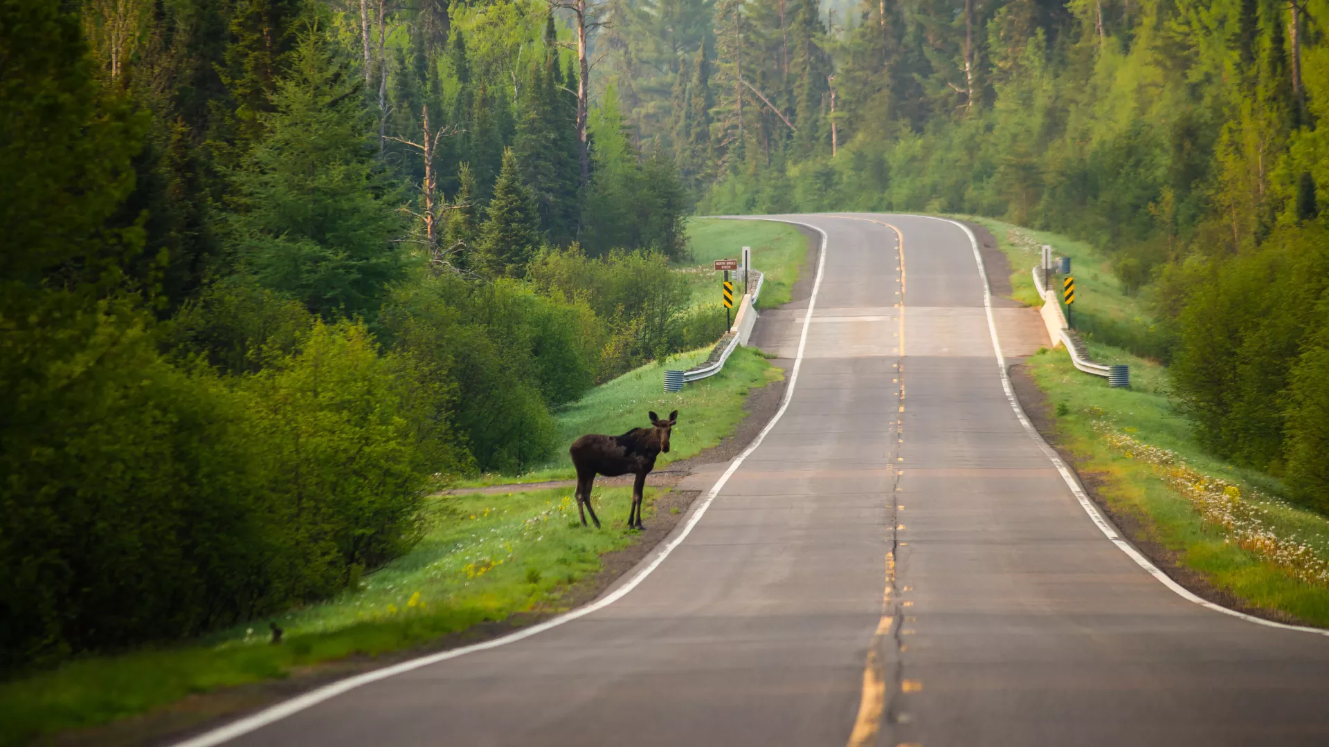 Moose standing by the road near Grand Marais