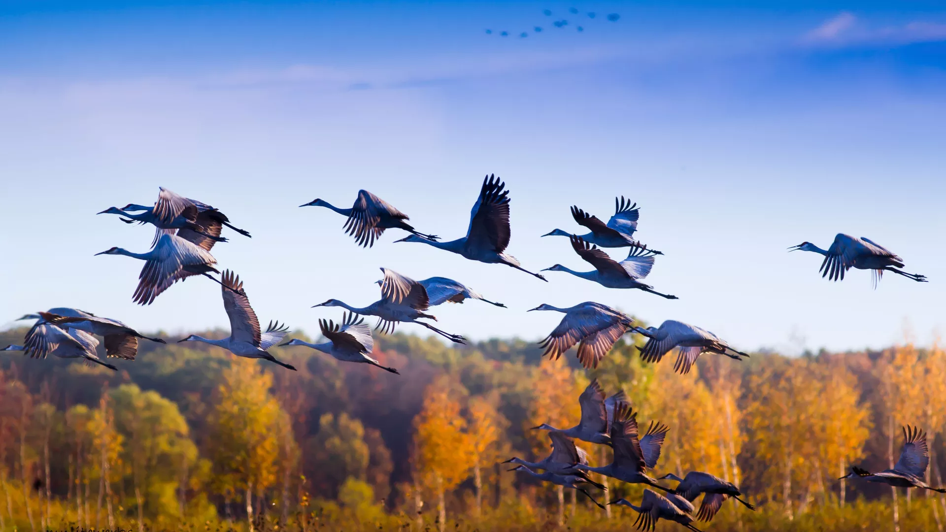 Sherburne National Wildlife Refuge Sandhill Cranes flying