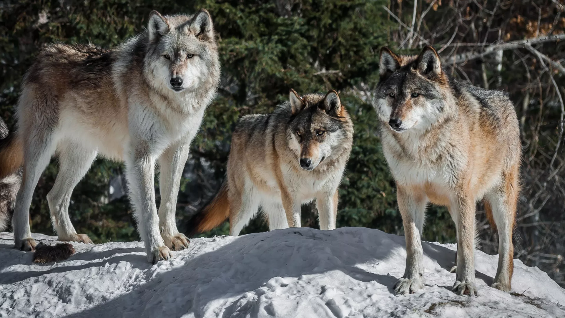 Wolf pack at the International Wolf Center in Ely