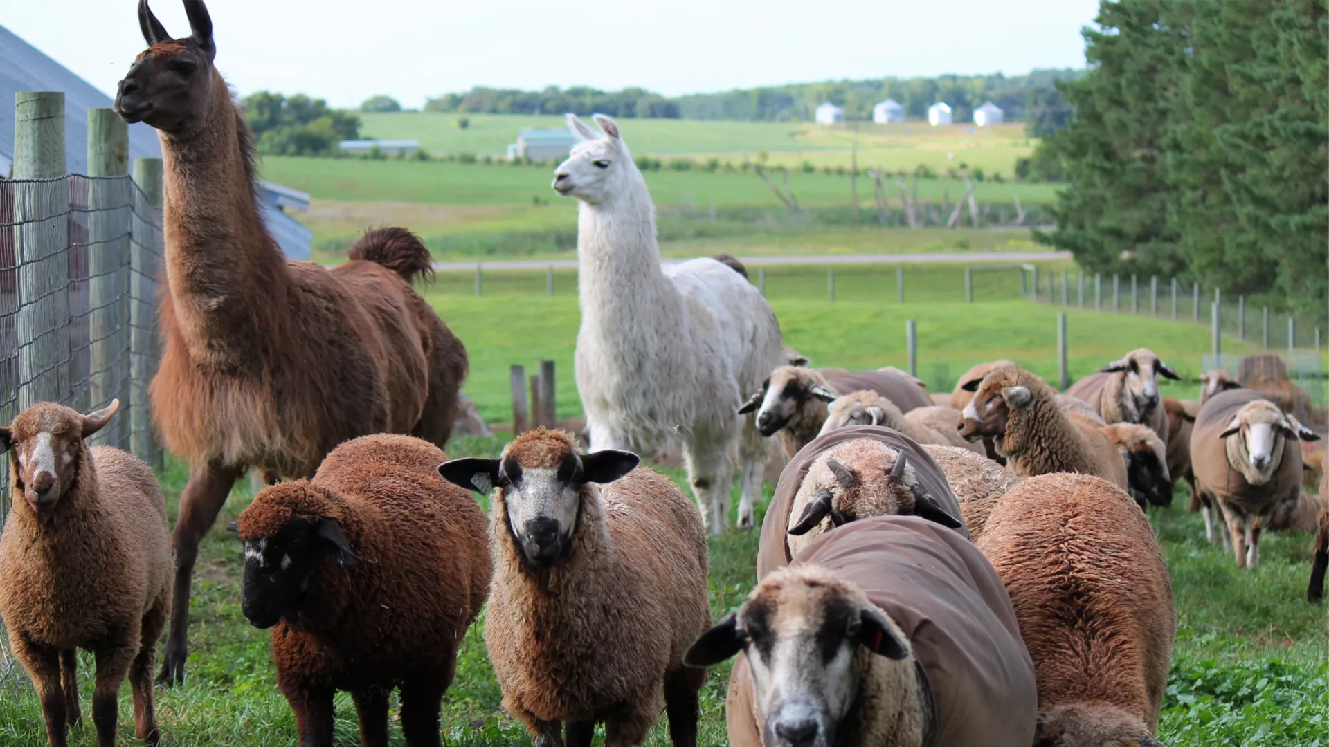 Llamas and goats at Shepard's Harvest Festival