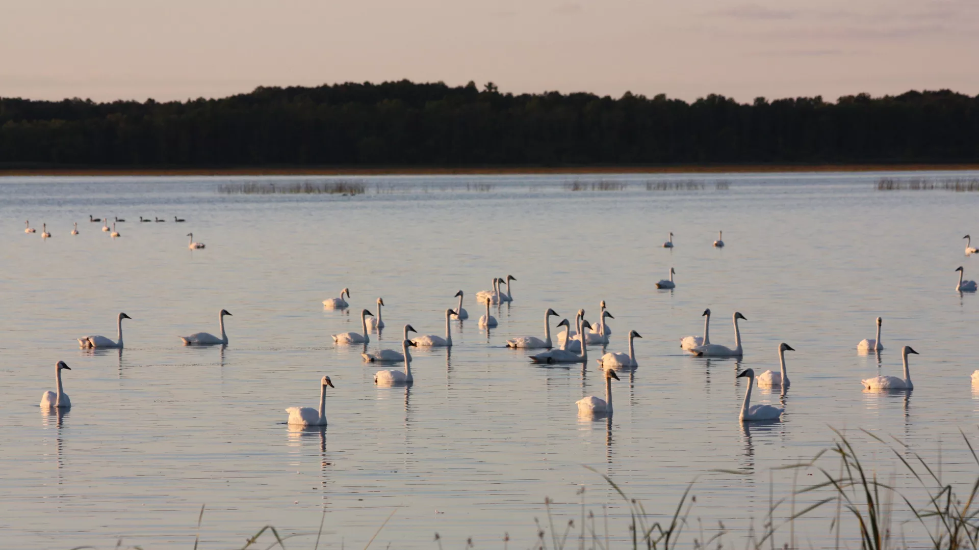 Tamarac National Wildlife Refuge swans