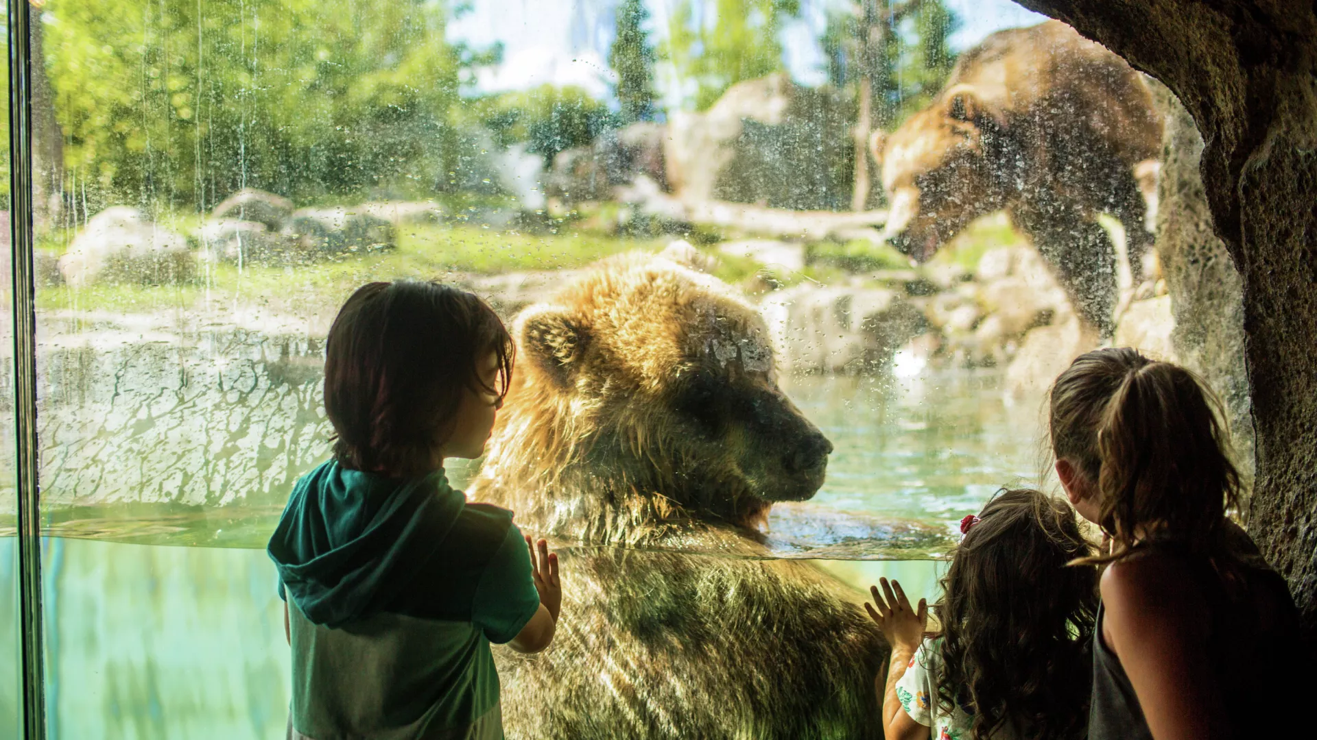 Kids looking through glass at grizzly bears at the Minnesota Zoo