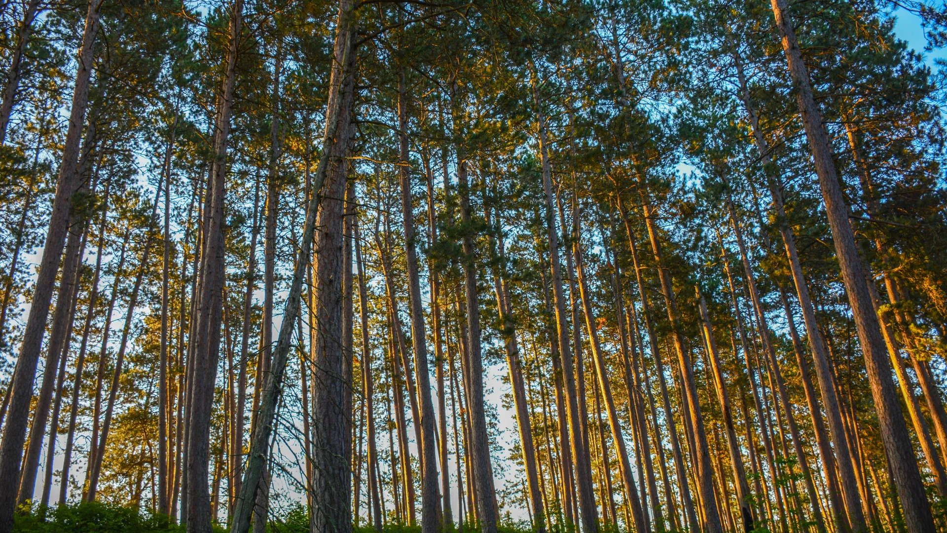 Incredible hardwood forests in Itasca State Park