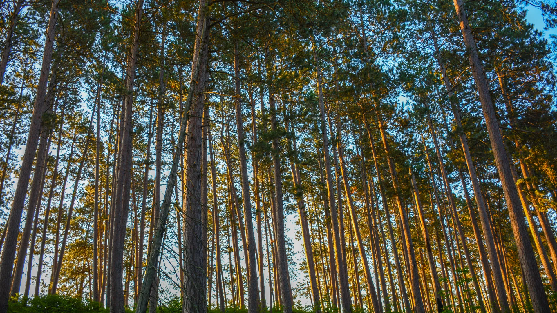 Incredible hardwood forests in Itasca State Park
