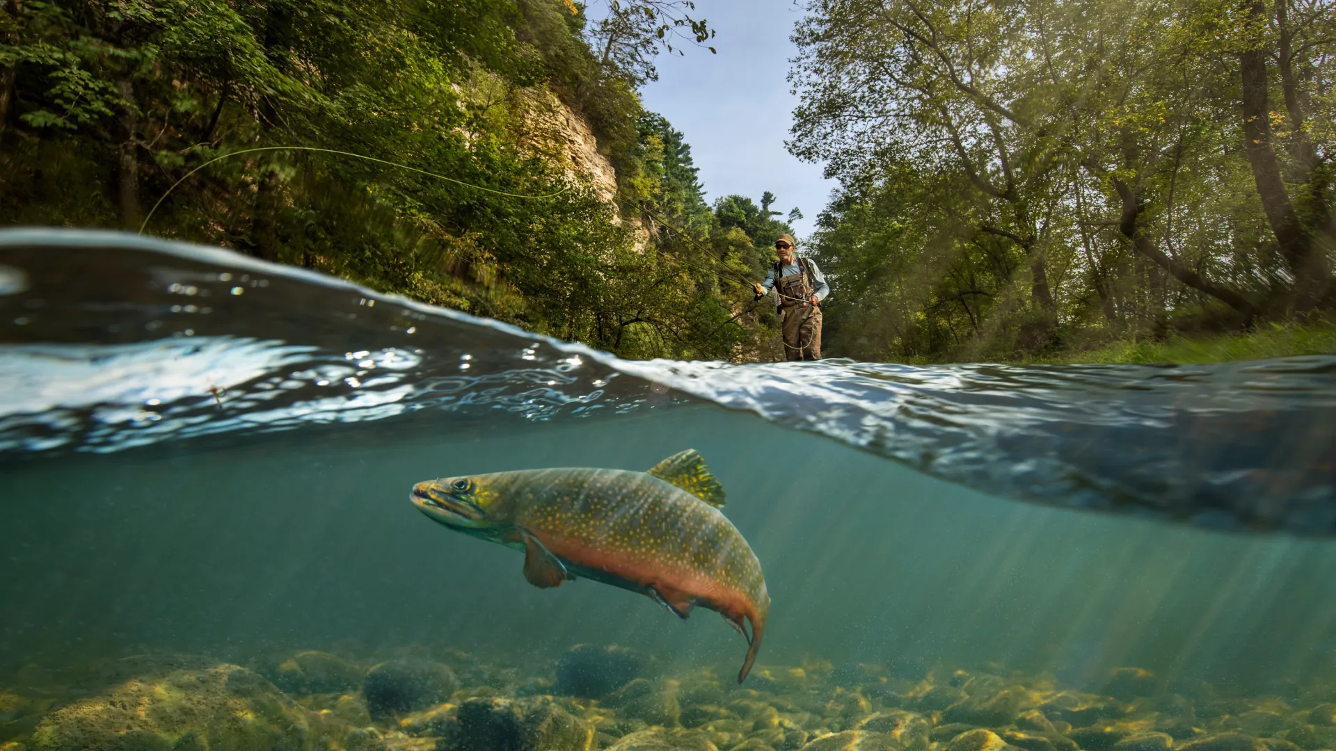 Root River Fly Fishing with a fish visible under the water