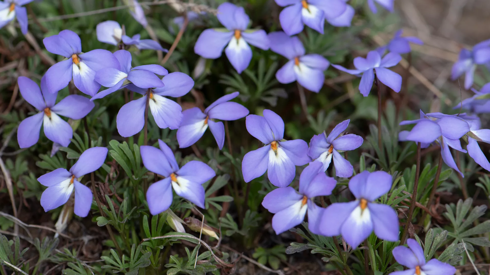Birdfoot Violet Wildflower, Metro