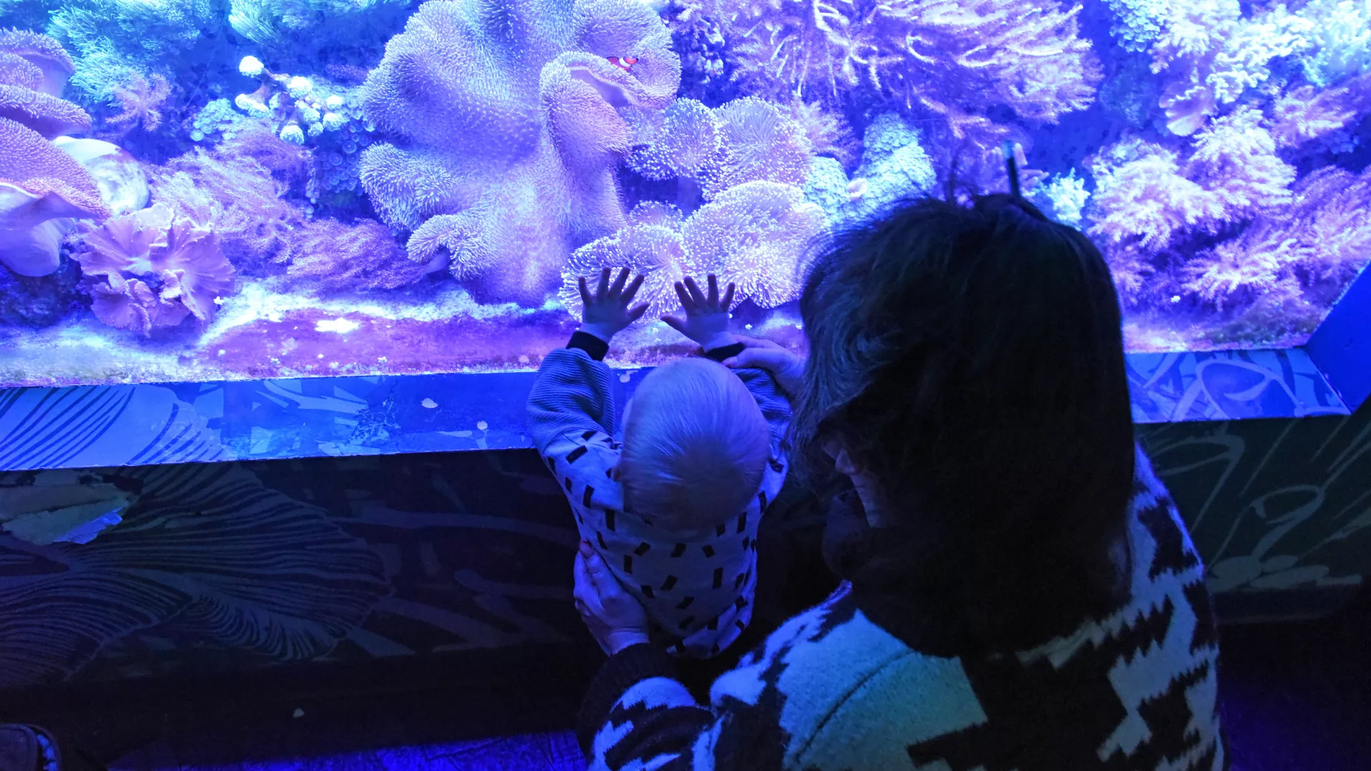 A coral reef display at Sea Life in the Mall of America