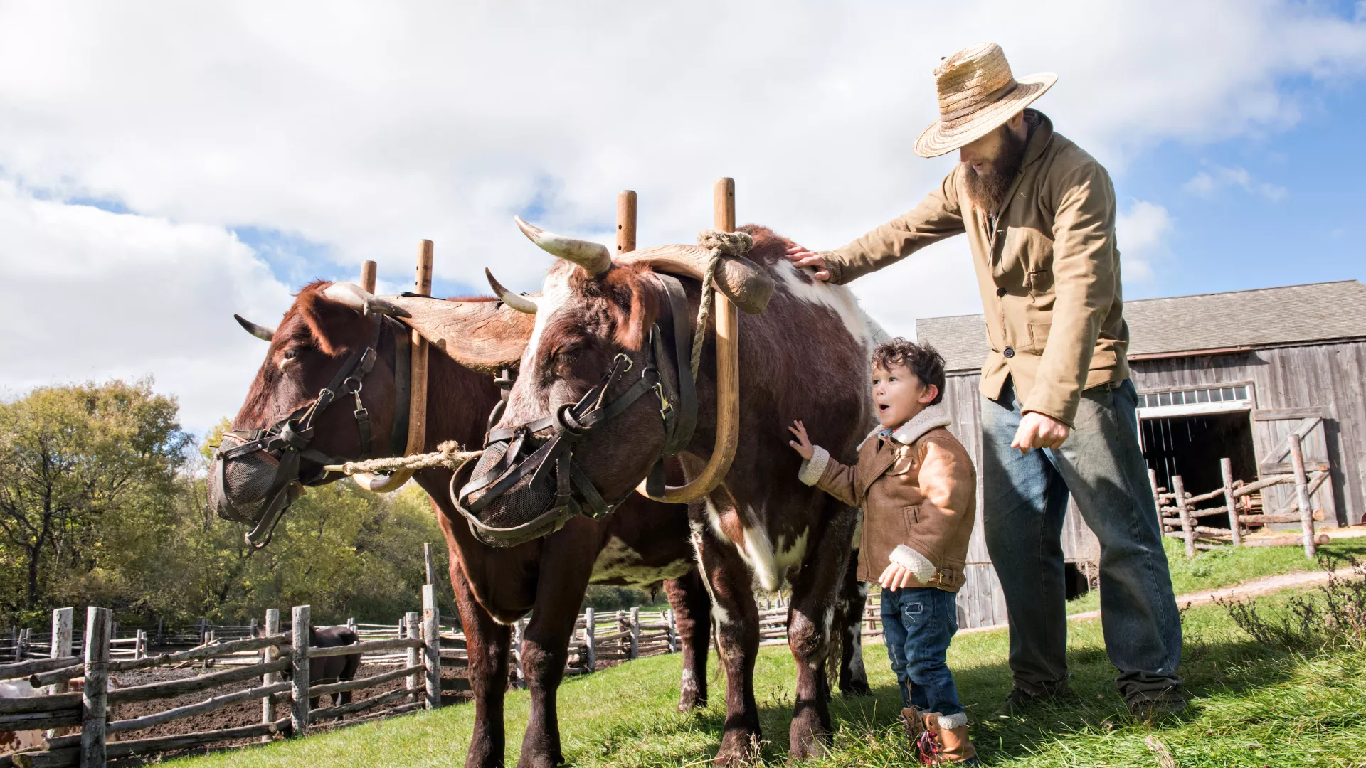 A kid pets oxen at Oliver Kelley Farm