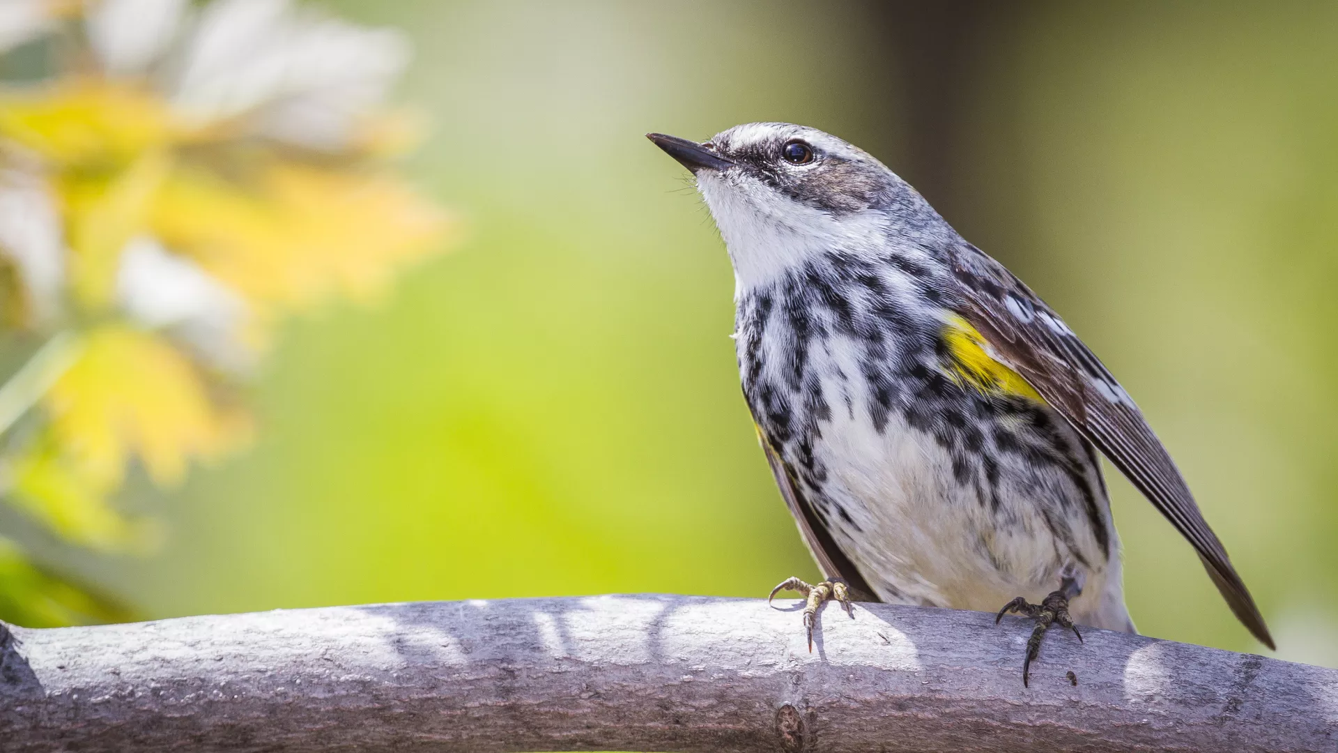 A Myrtle Warbler in the sun