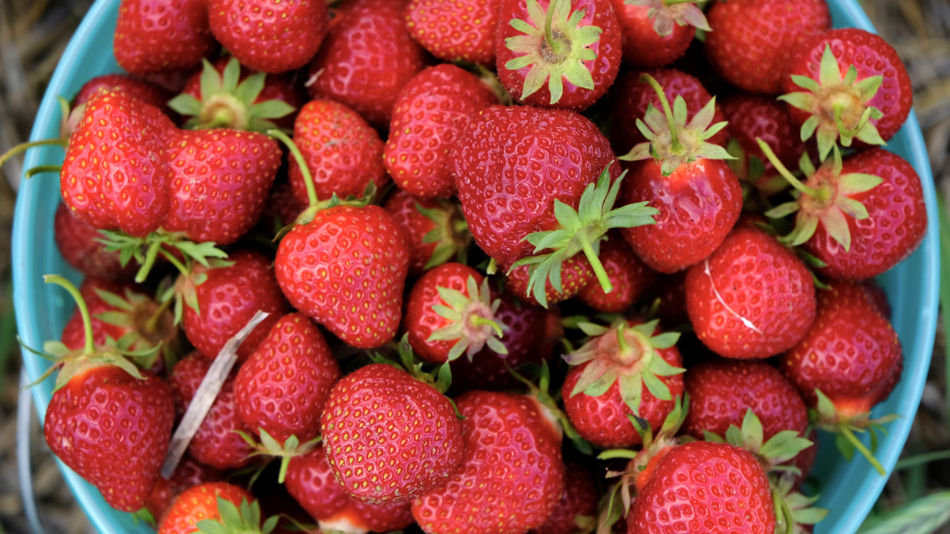 A basket of strawberries at Rod's Berry Farm