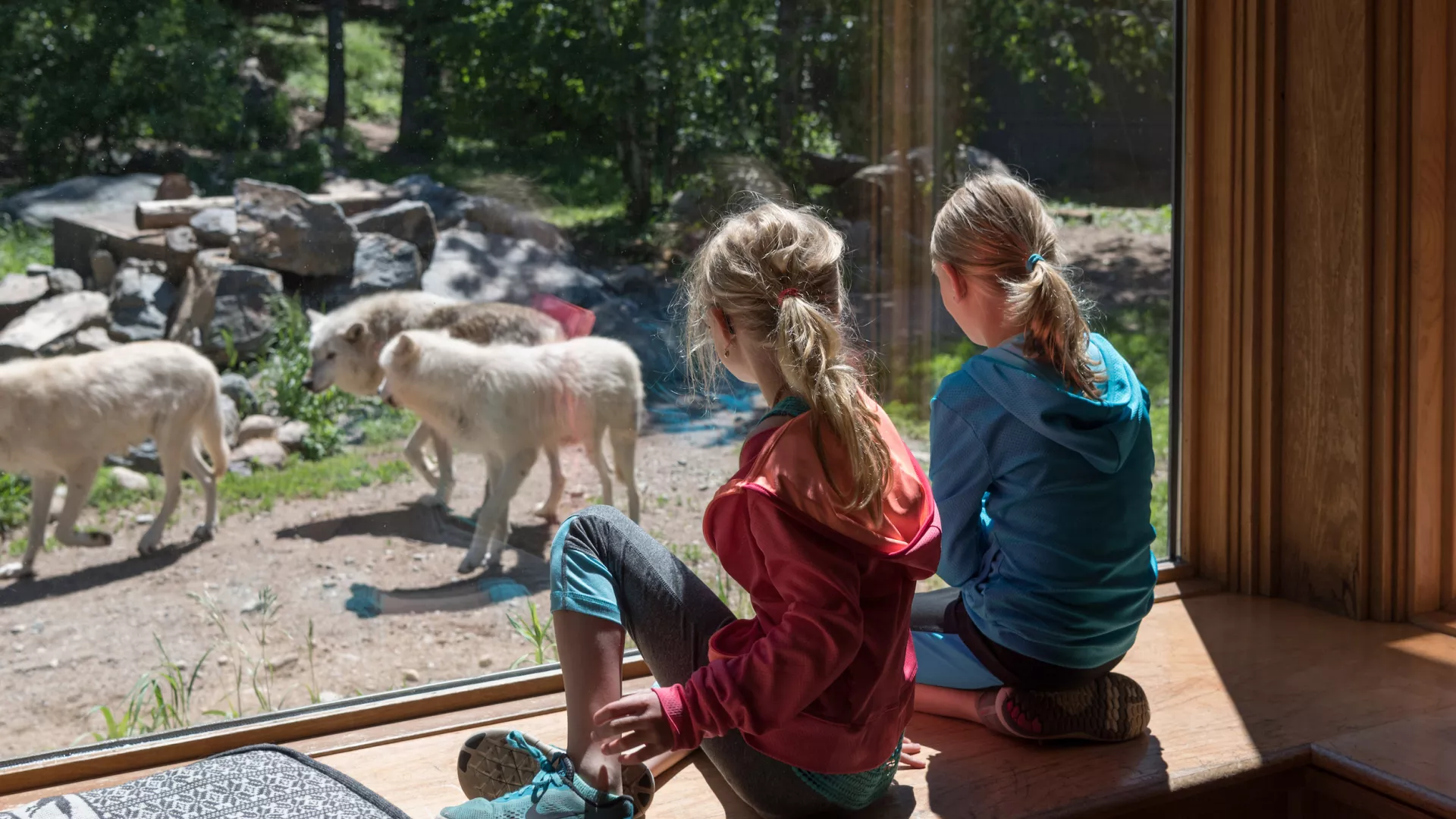 Two girls look at the ambassador wolves in the International Wolf Center