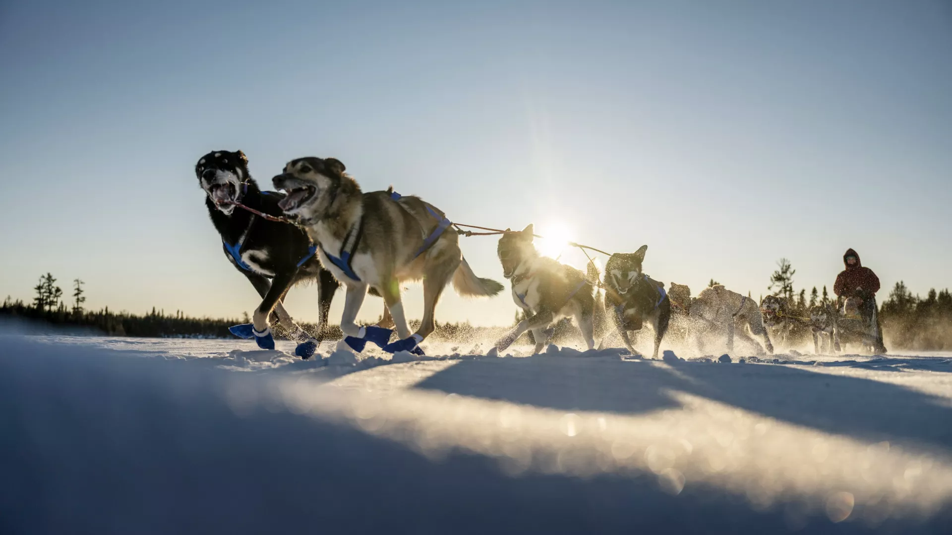 Dogsledding on Poplar Lake