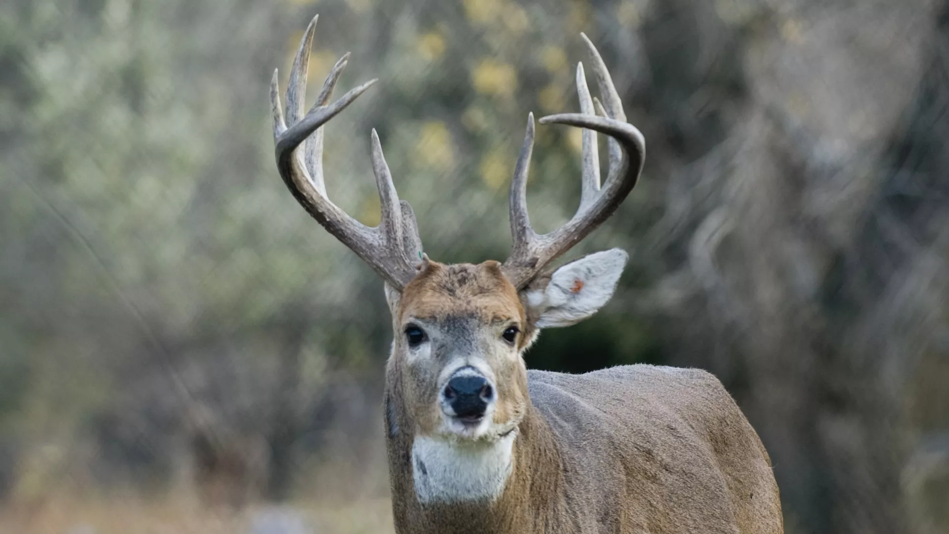 Deer hunting in West River Park