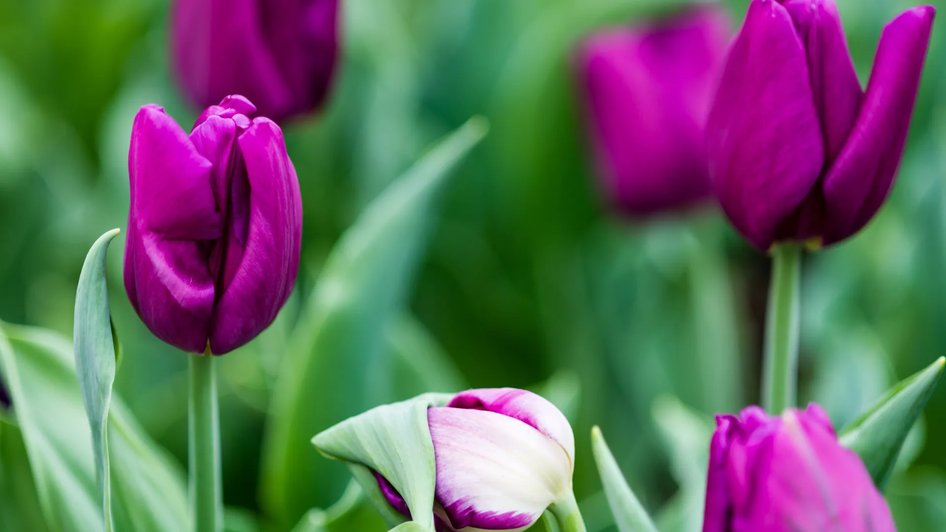 The Spring Flower Show at Marjorie McNeely Conservatory