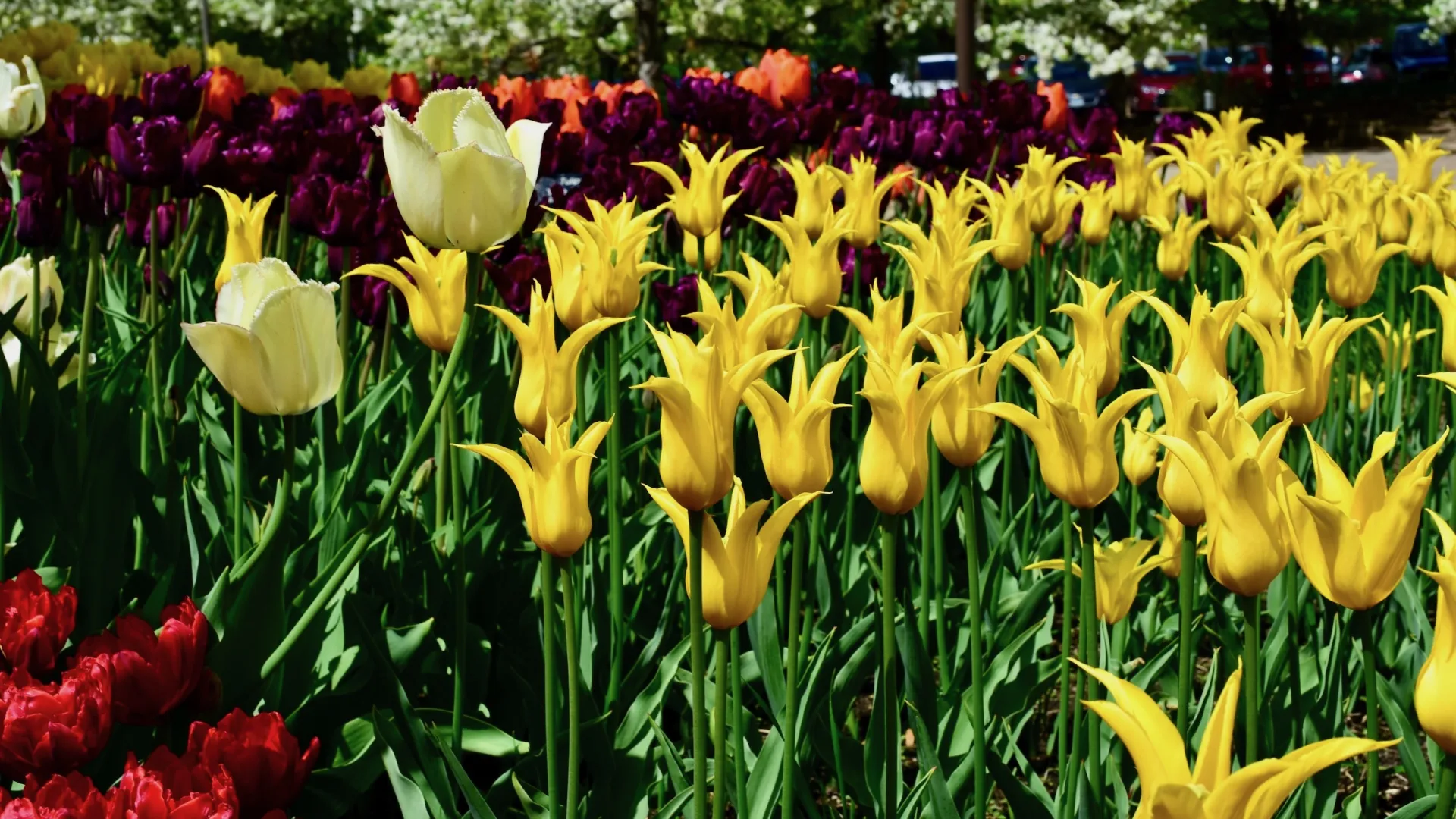 Tulips in bloom at Minnesota Landscape Arboretum