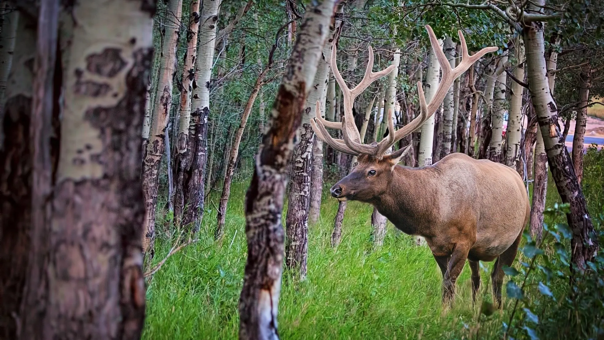 Elk in a forest