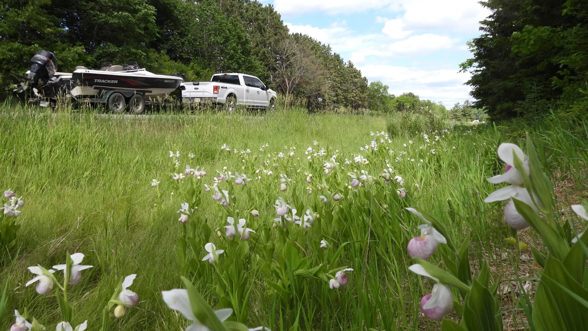 Showy Lady's Slippers along Lake Country Scenic Byway
