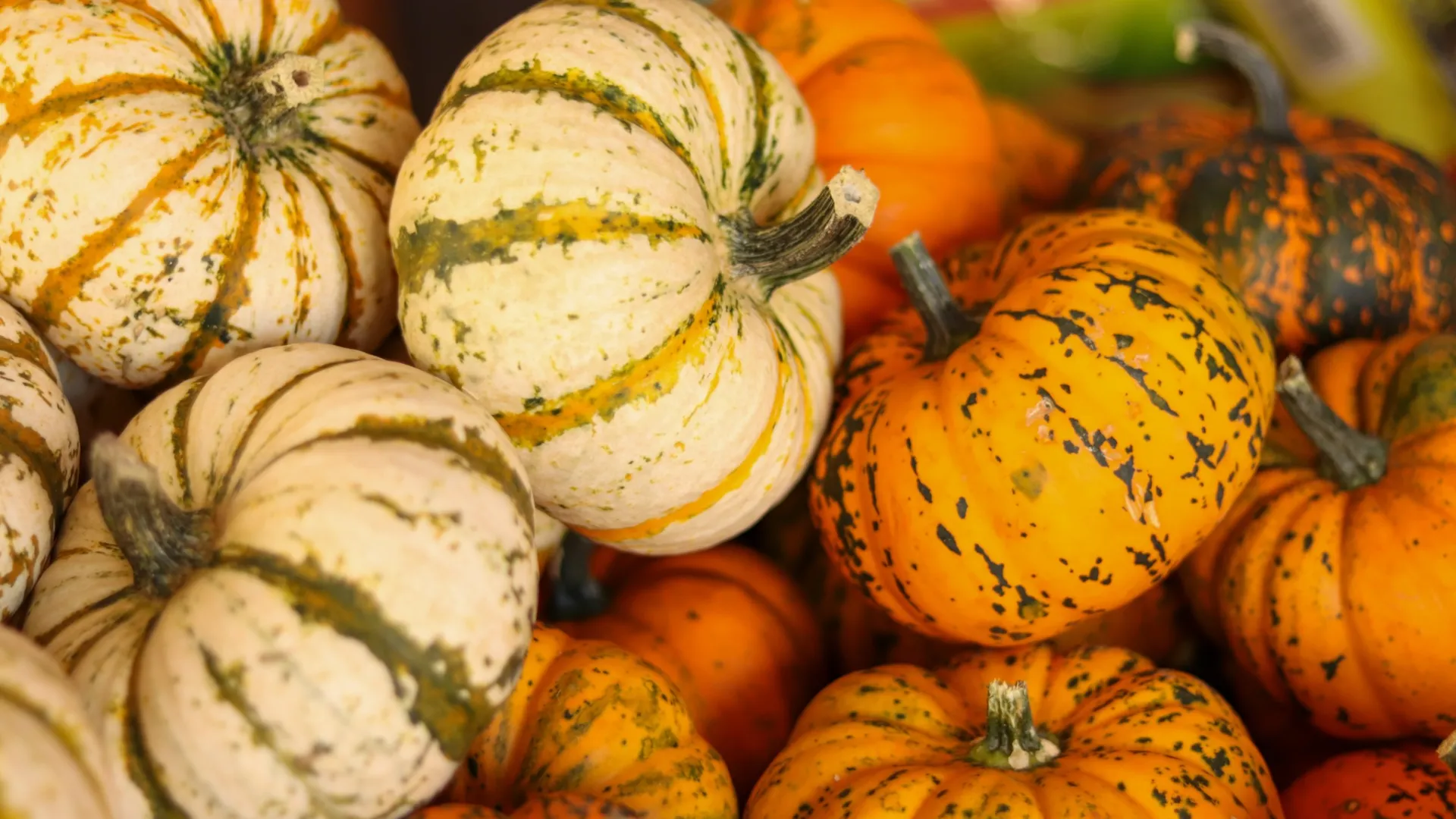Pumpkins at Zywiec’s Landscape and Garden Center