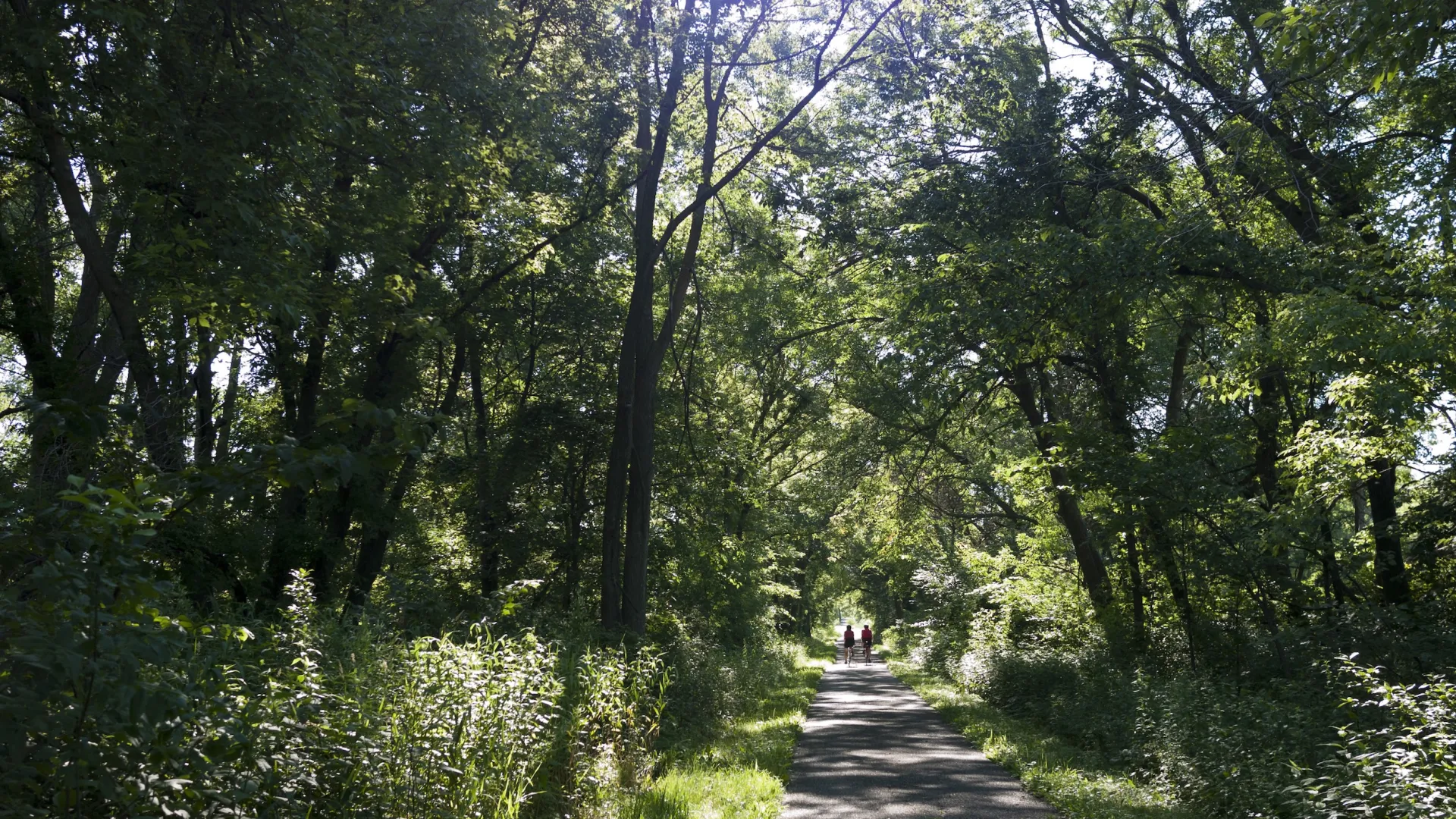 A biker on Sakatah Singing Hills State Trail