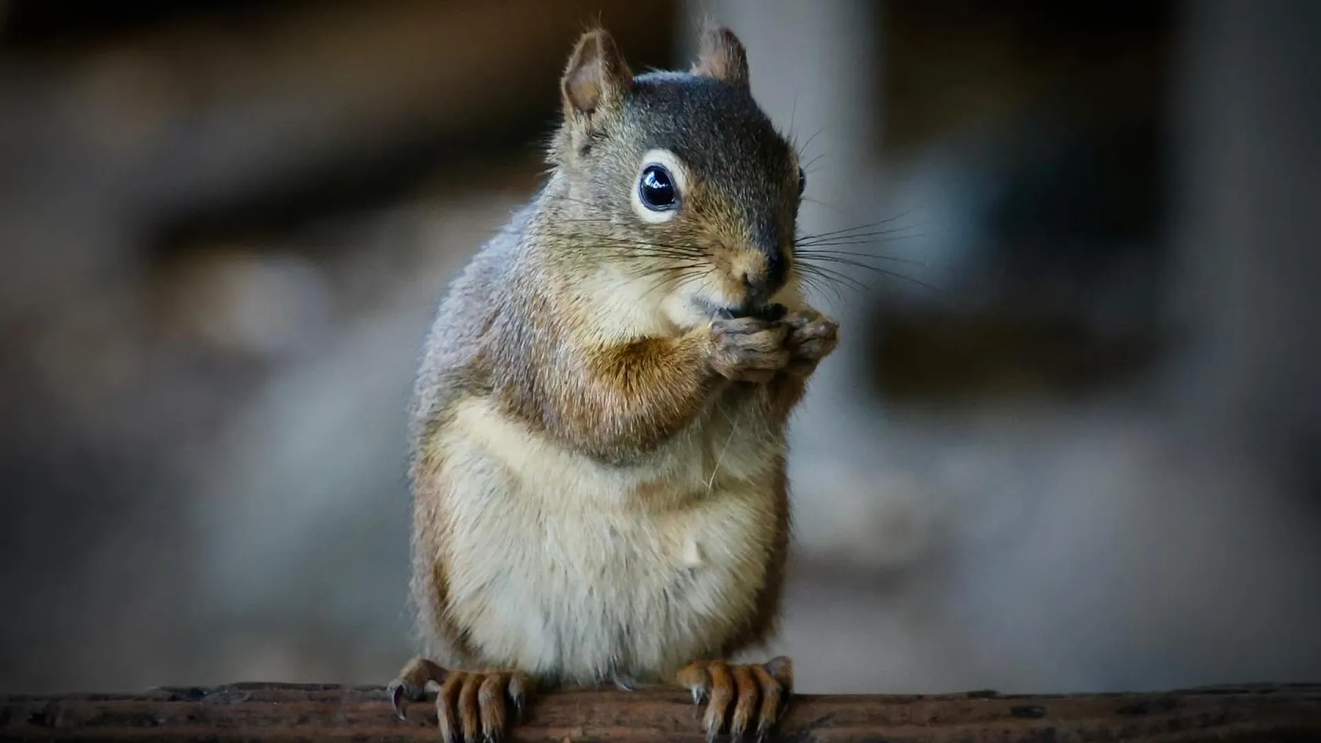 A red squirrel at Nature Retreats MN