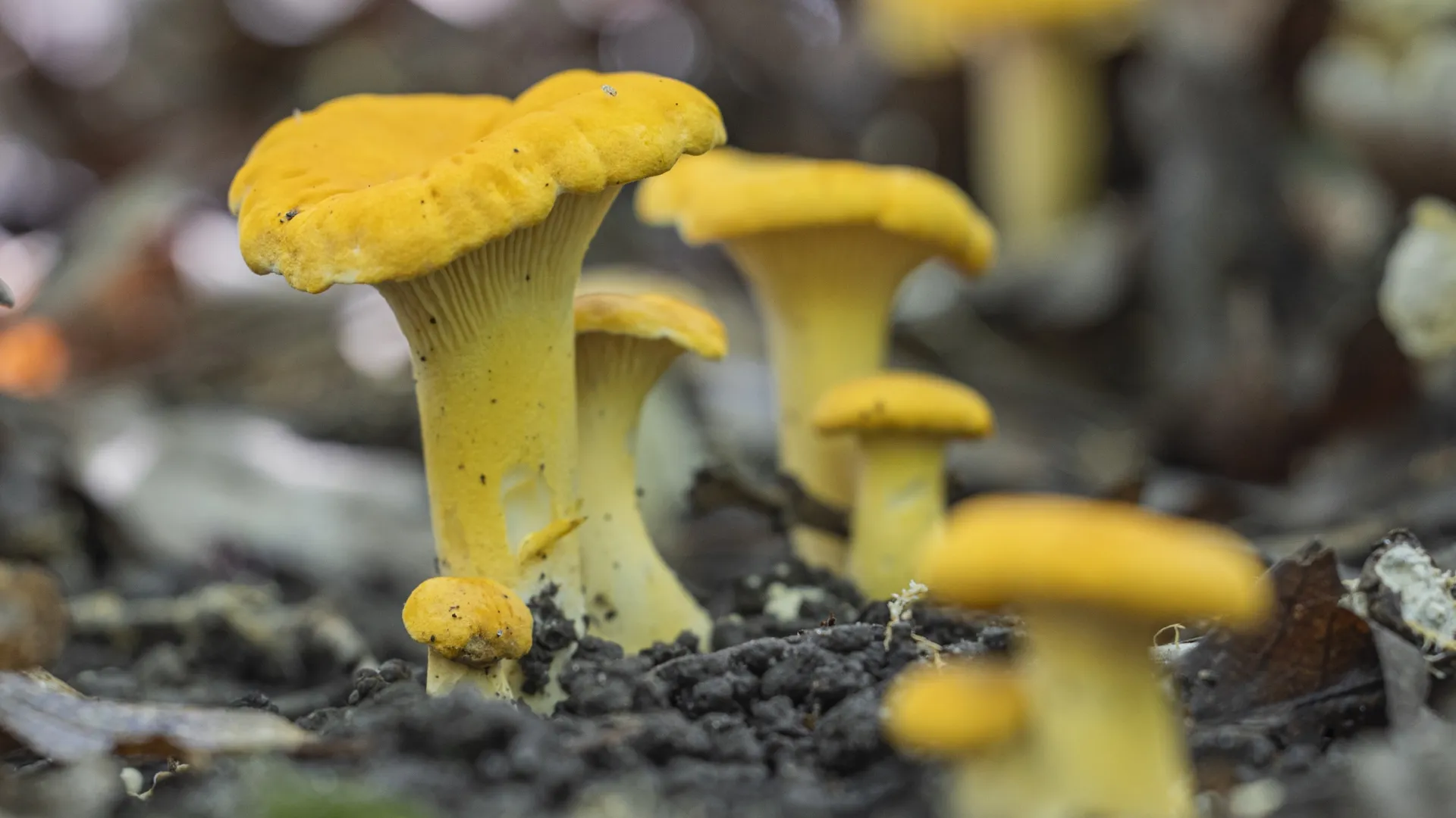 Wild chanterelles