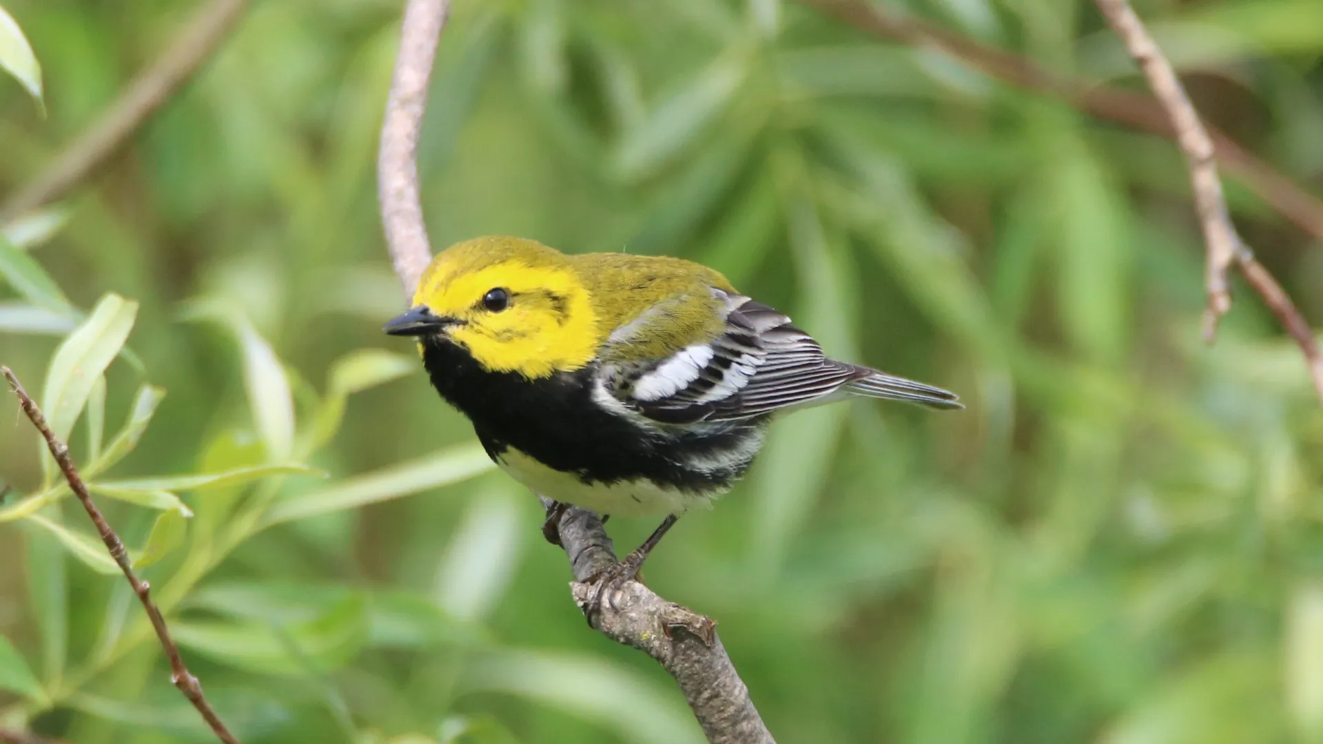 A Black-throated Green Warbler in Tettegouche State Park