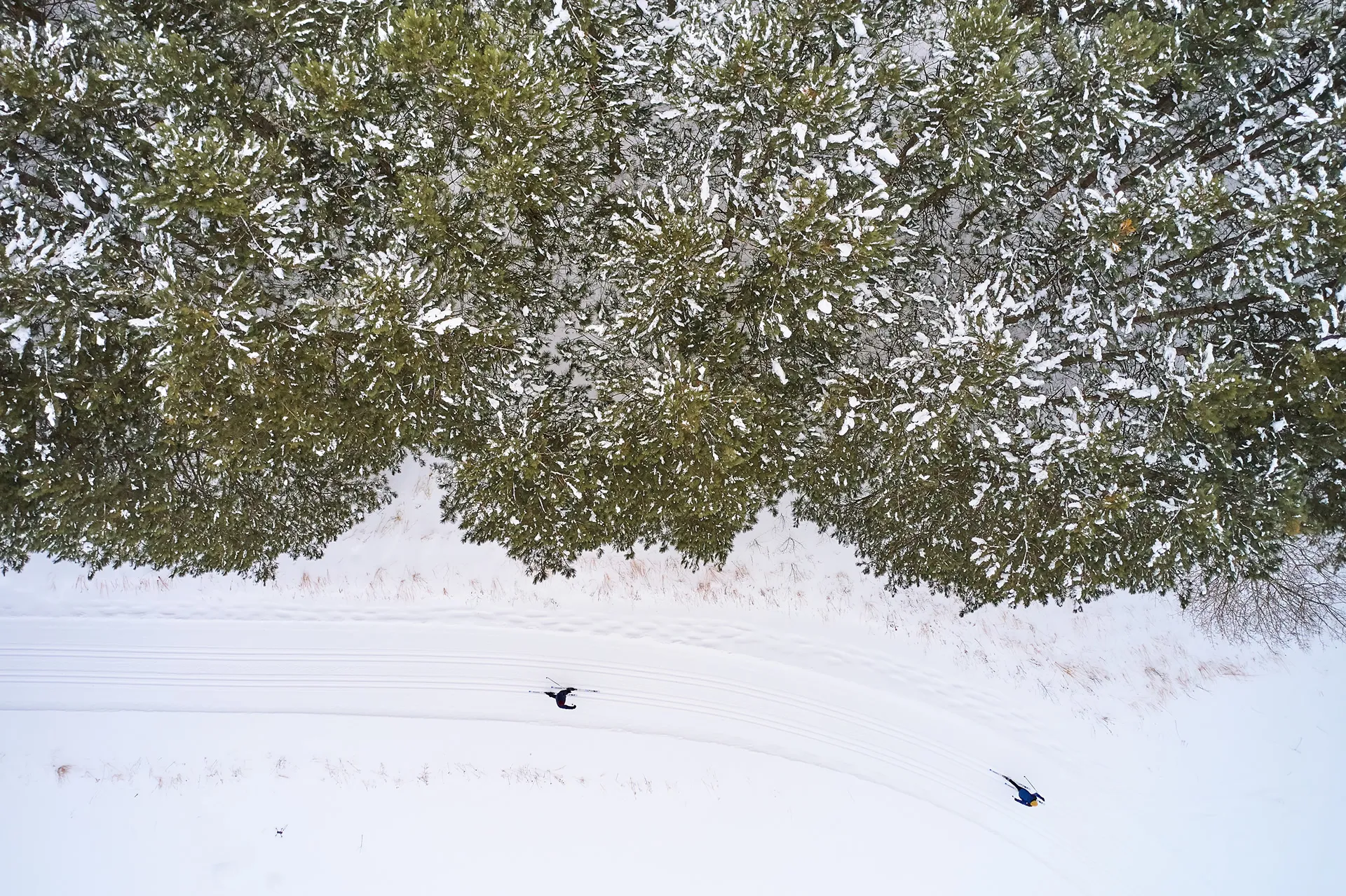 two cross-country skiers in woods from above